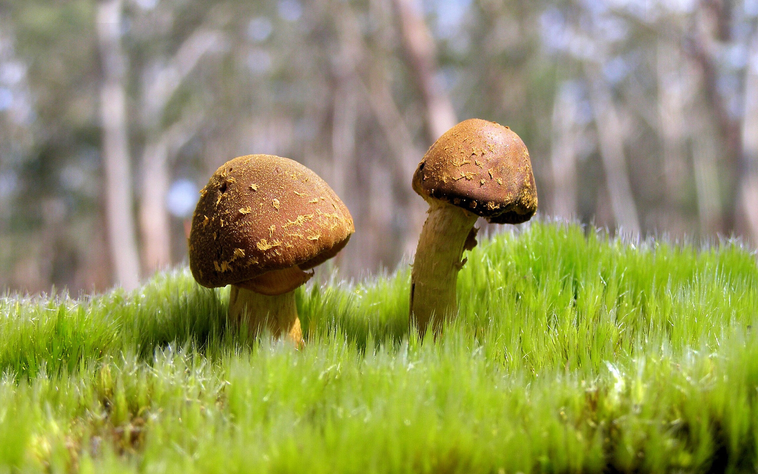 隆戈：全黑队进攻的超能力，突破防线无人可挡，隆戈斯干红葡萄酒价格