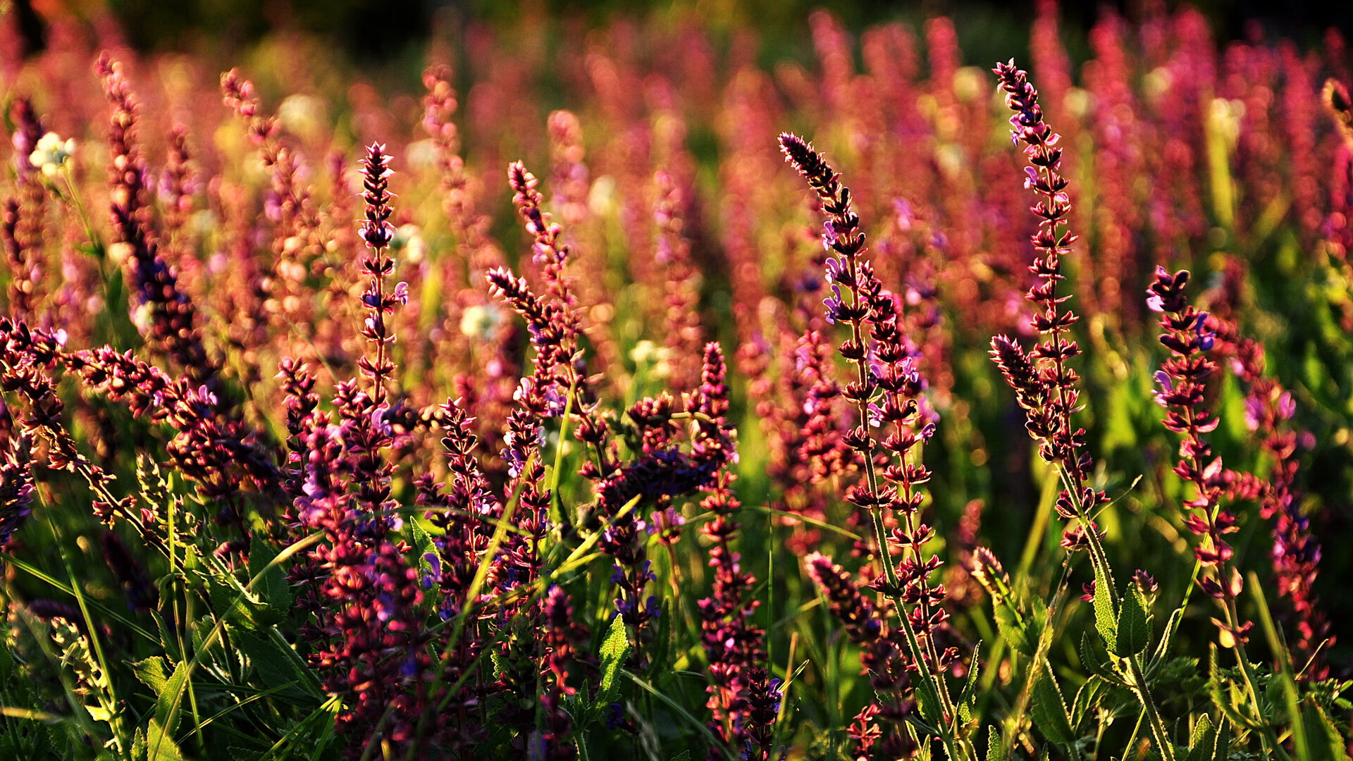 马克·阿特金森：精准的突破和强大的身体力量，令对手难以防守