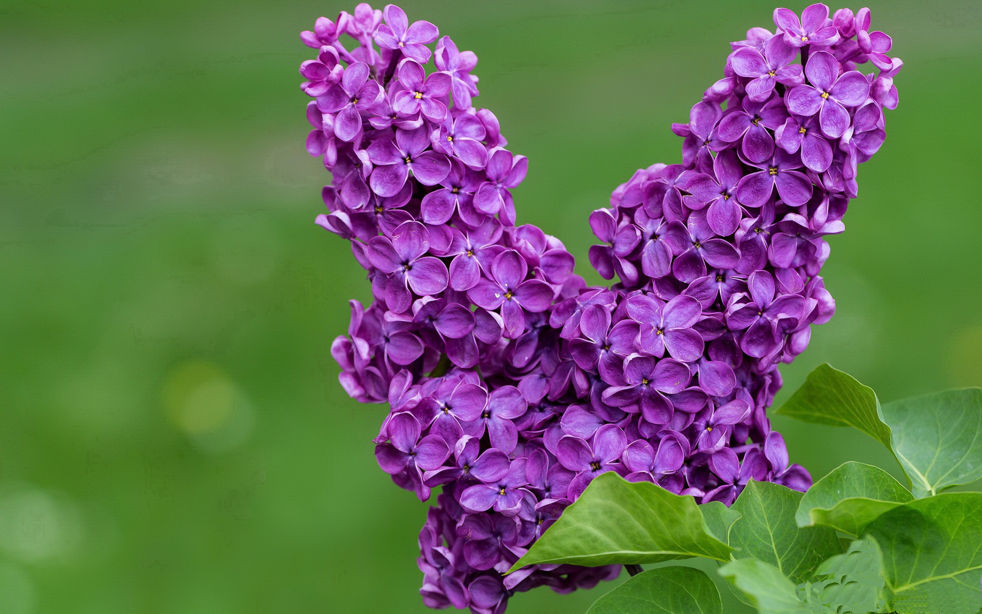 高台入水姿态控制稳定性高，高台入水姿态控制稳定性高的原因